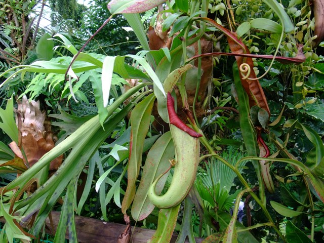 DSCF1460.jpg